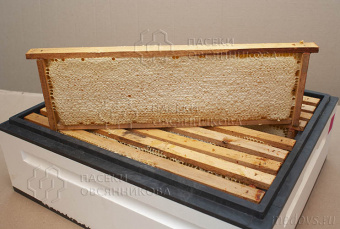 Мёд натуральный подсолнечно-разнотравный в сотах в Краснодаре